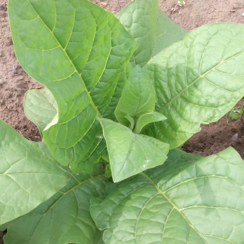 Tobacco seeds - Silk Leaf Virginia - 100
