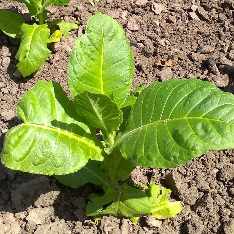 Tobacco seeds - Basma K - 50