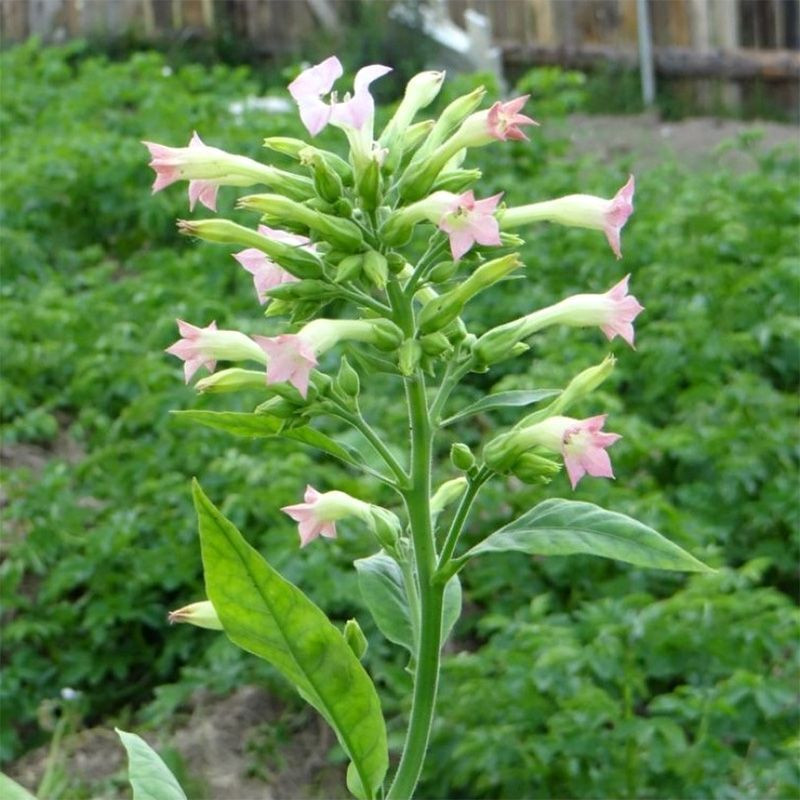 Tobacco seeds - Basma K - 50