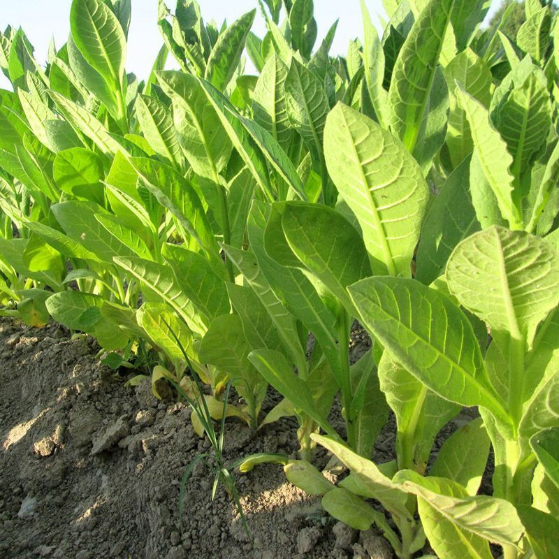 Tobacco seeds - Basma K - 50