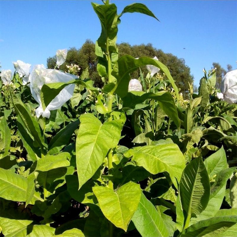 Tobacco seeds - Basma K - 100