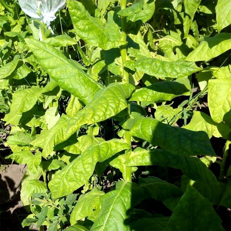 Tobacco seeds - Basma K - 50