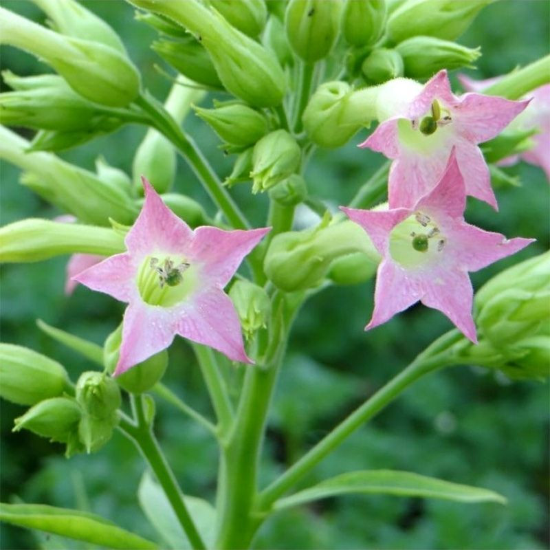 Tobacco seeds - Basma K - 50