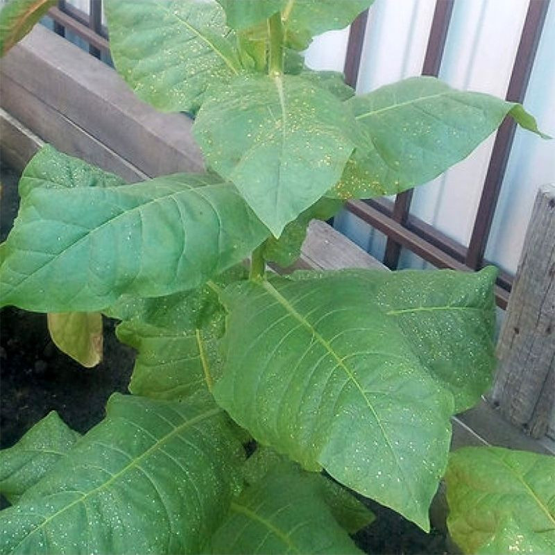 Tobacco seeds - Basma K - 50