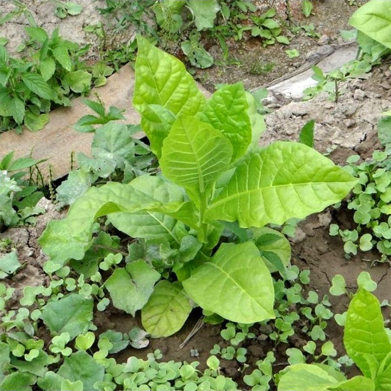 Tobacco seeds - Basma K - 50