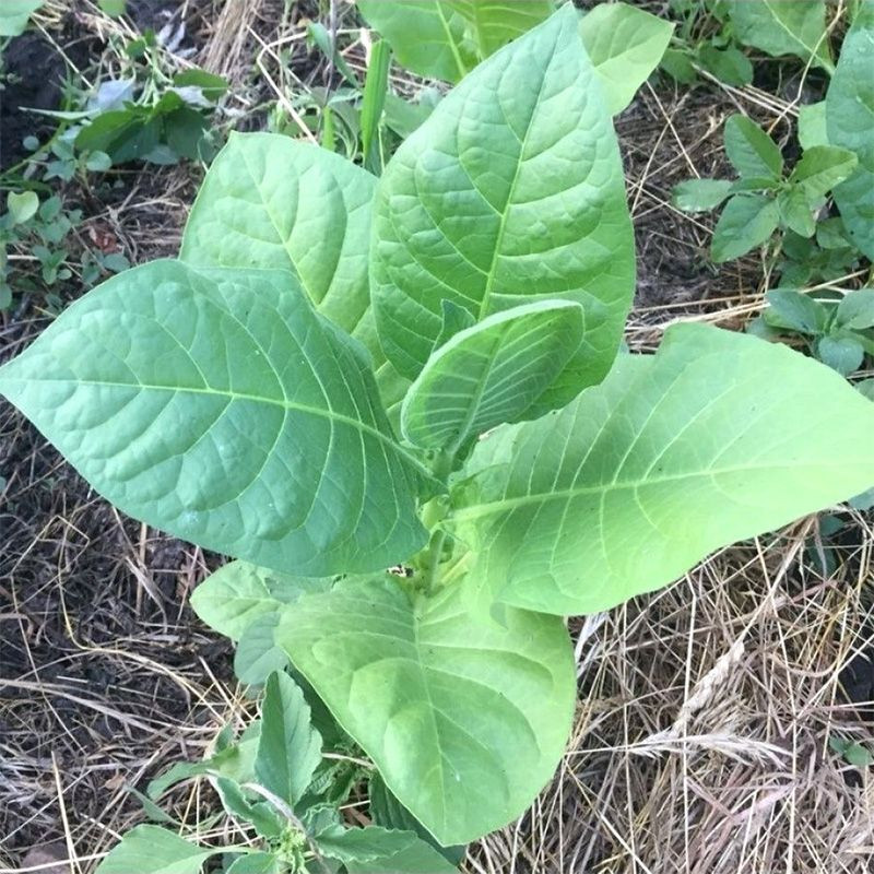 Tobacco seeds - Basma K - 50