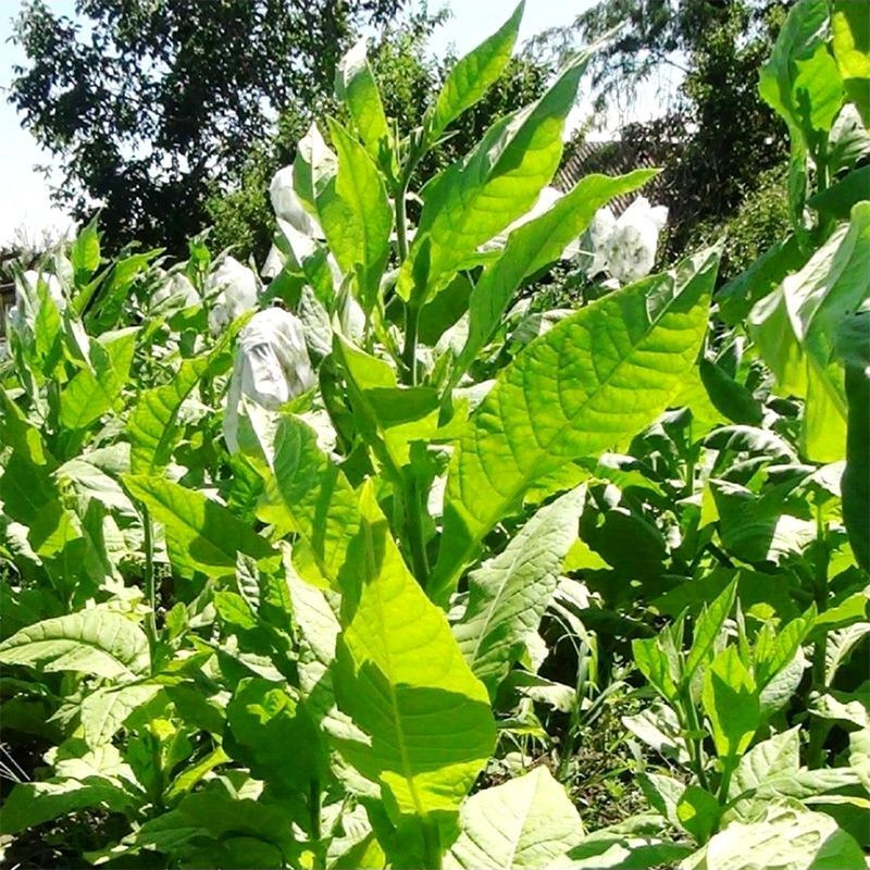 Tobacco seeds - Basma K - 50