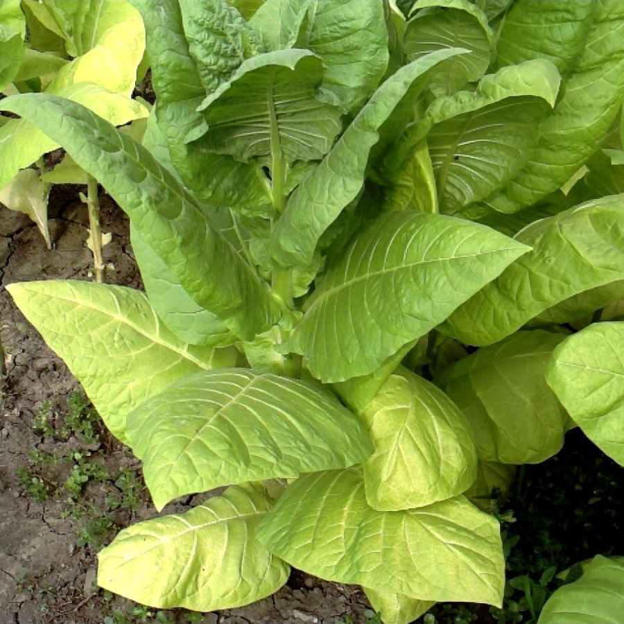 Tobacco seeds - Harmanli - 100