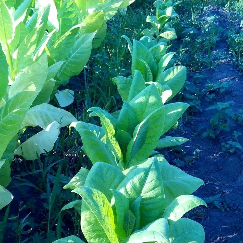 Tobacco seeds - Harmanli - 100