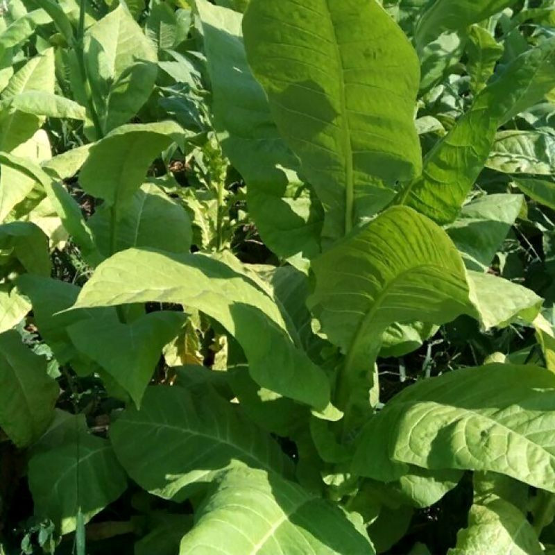 Tobacco seeds - Harmanli - 100