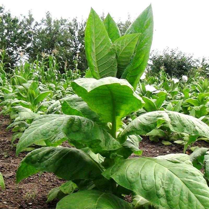 Tobacco seeds - Harmanli - 100