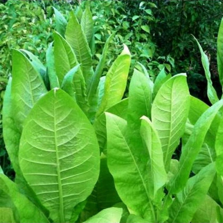 Tobacco seeds - Harmanli - 100