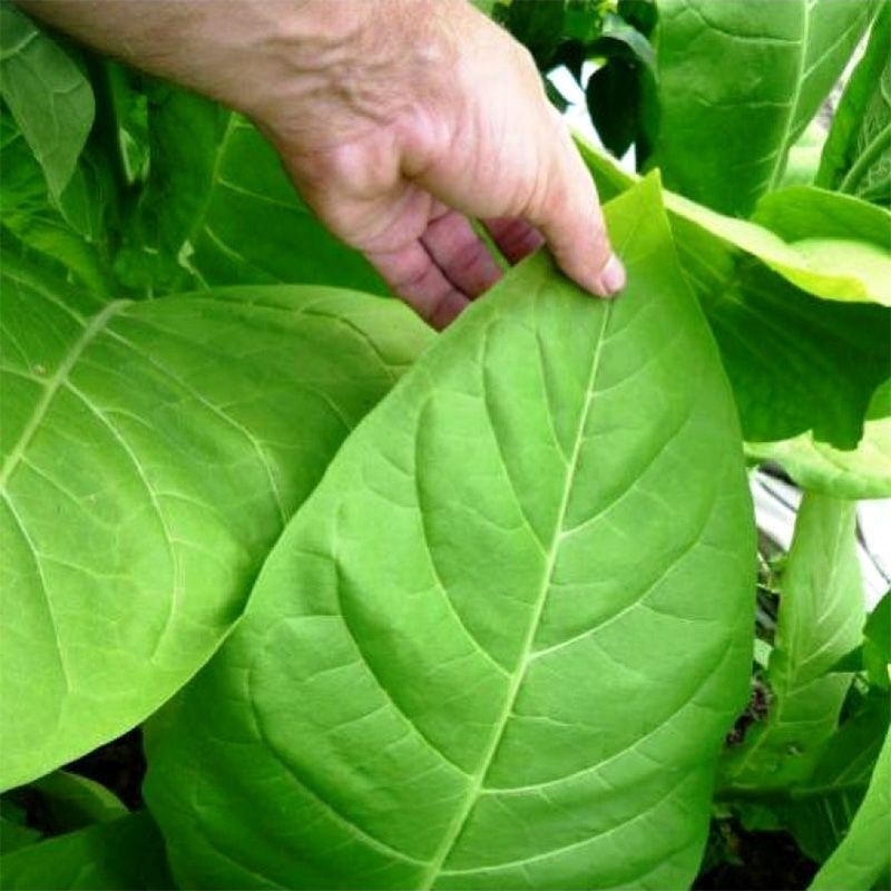 Tobacco seeds - Harmanli - 100