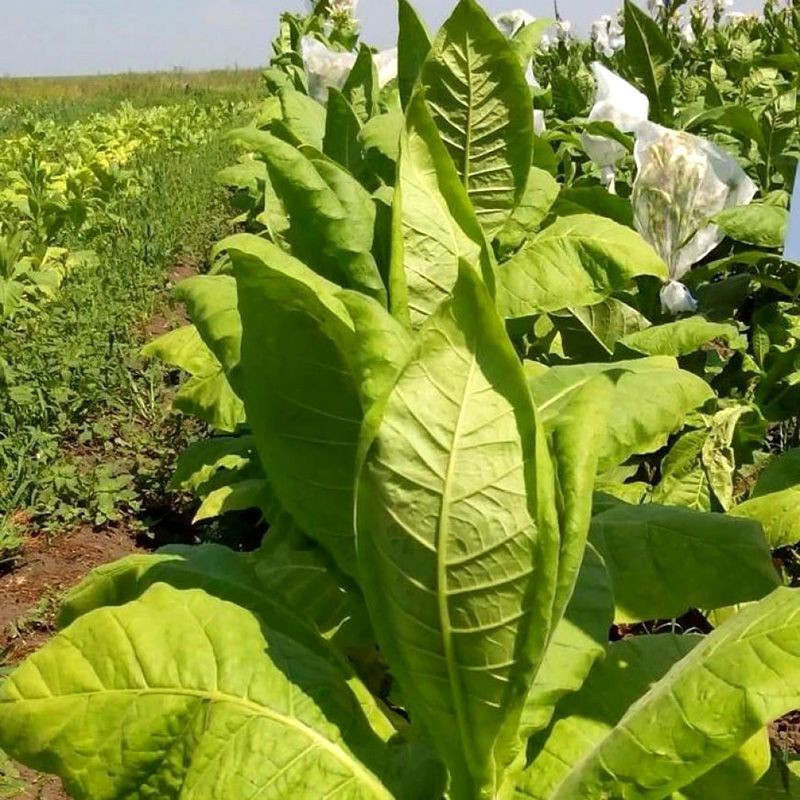 Tobacco seeds - Harmanli - 100