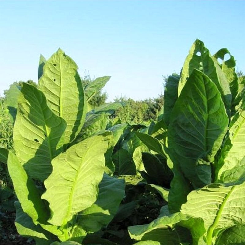 Tobacco seeds - Harmanli - 100