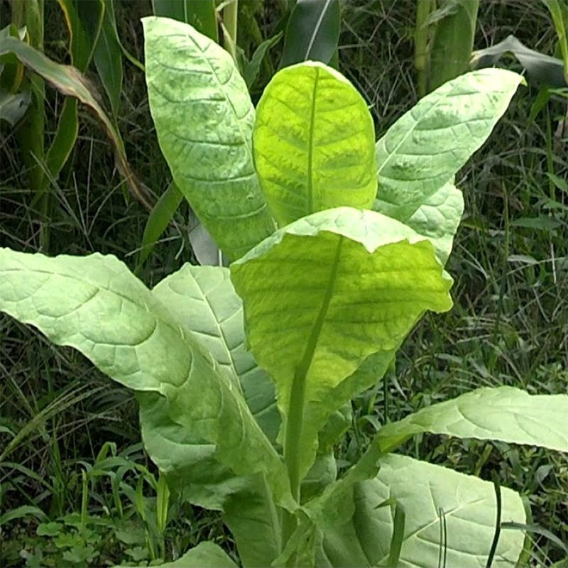 Tobacco seeds - Harmanli - 100