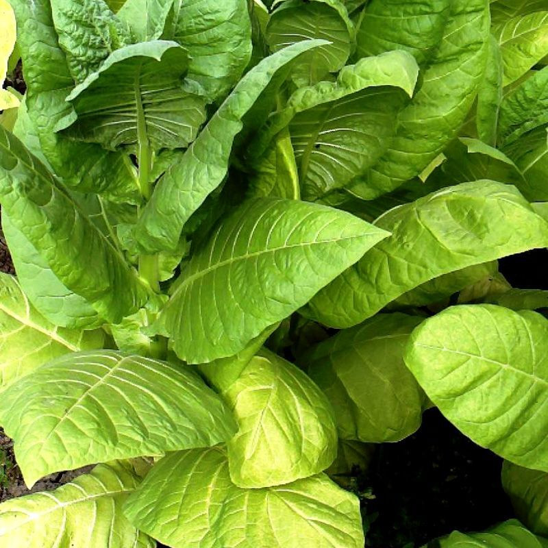 Tobacco seeds - Harmanli - 100