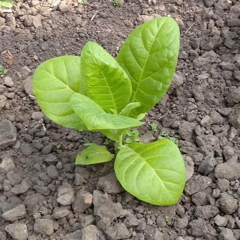 Tobacco seeds - Basma Jebel - 50