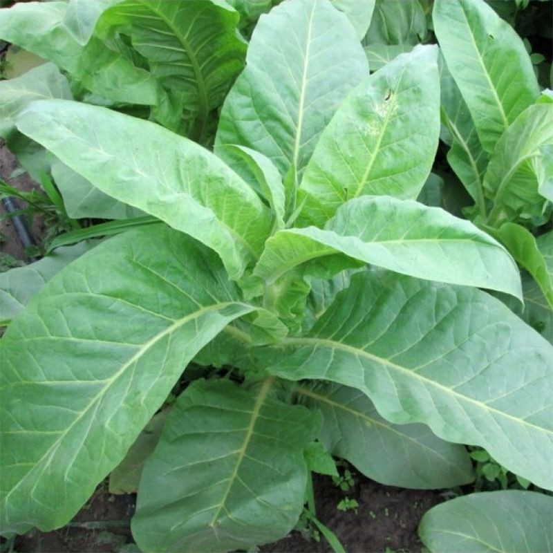 Tobacco seeds - Basma Jebel - 50