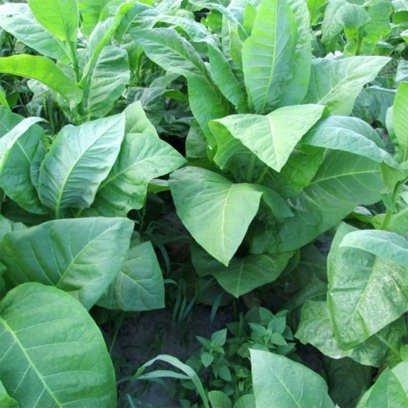 Tobacco seeds - Basma Jebel - 50