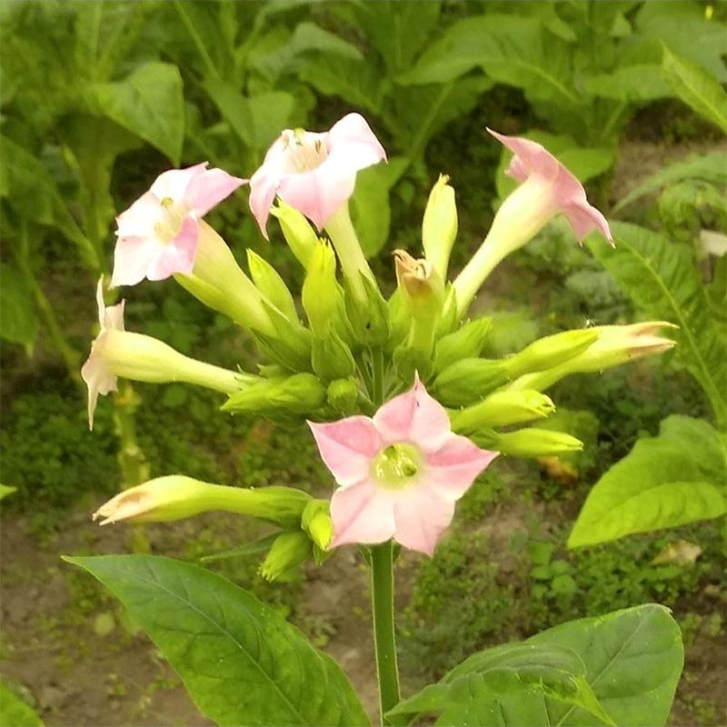 Tobacco seeds - Basma Jebel - 50