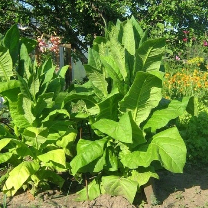 Tobacco seeds - Basma Jebel - 100