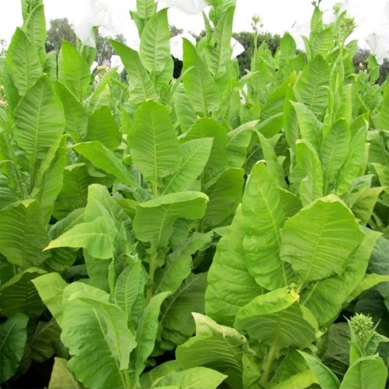 Tobacco seeds - Basma Jebel - 50