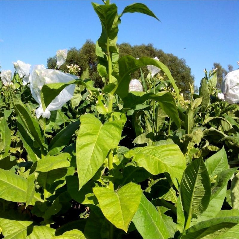 Tobacco seeds - Basma Jebel - 50