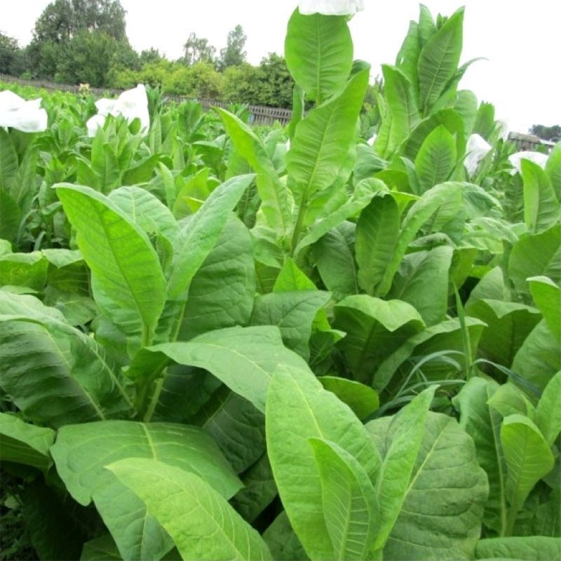 Tobacco seeds - Basma Jebel - 50