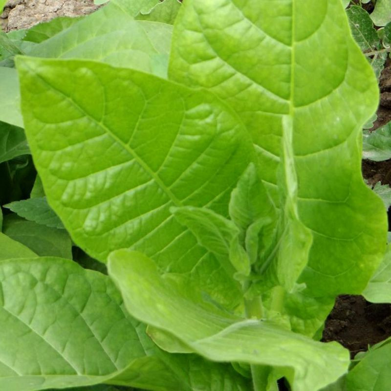 Tobacco seeds - Basma Jebel - 50