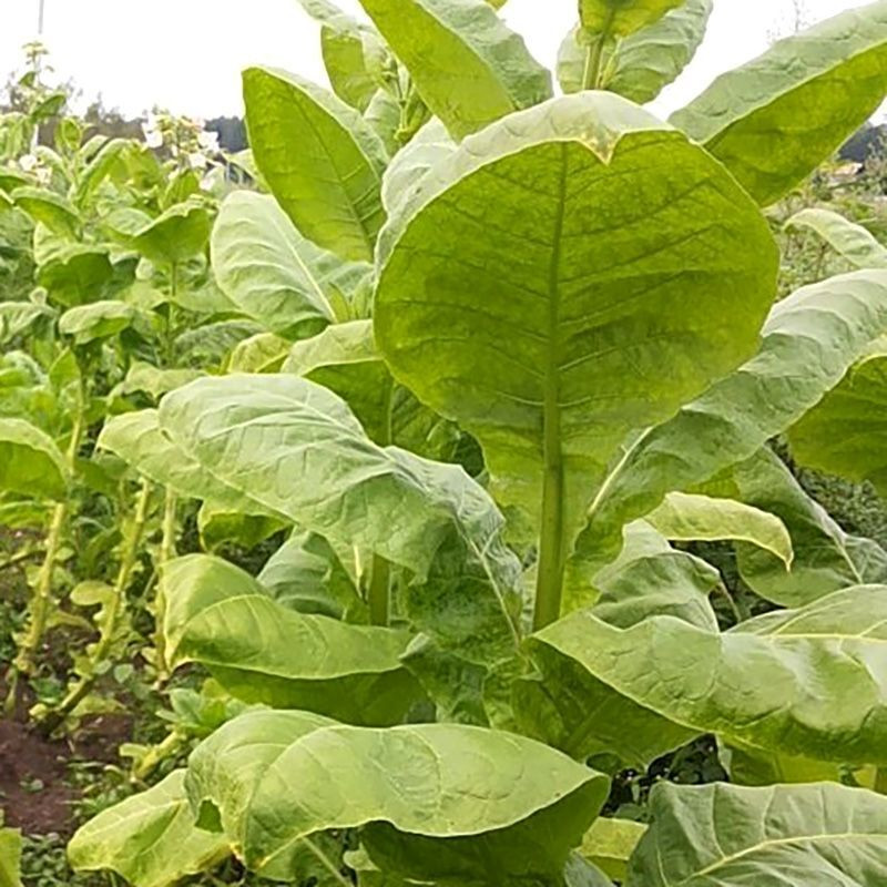 Tobacco seeds - Basma Sherazi - 50