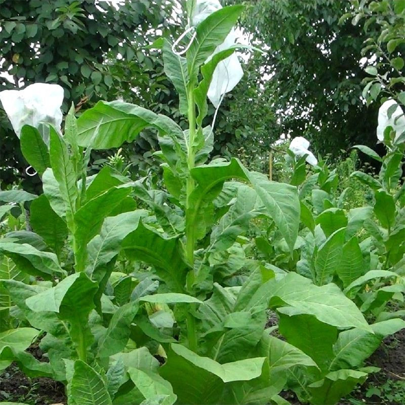 Tobacco seeds - Basma Sherazi - 50