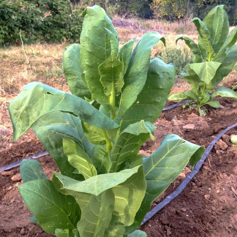 Tobacco seeds - Basma Sherazi - 50