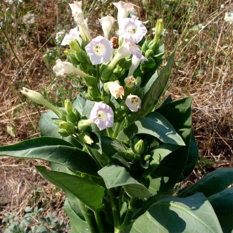 Tobacco seeds - Basma Sherazi - 50
