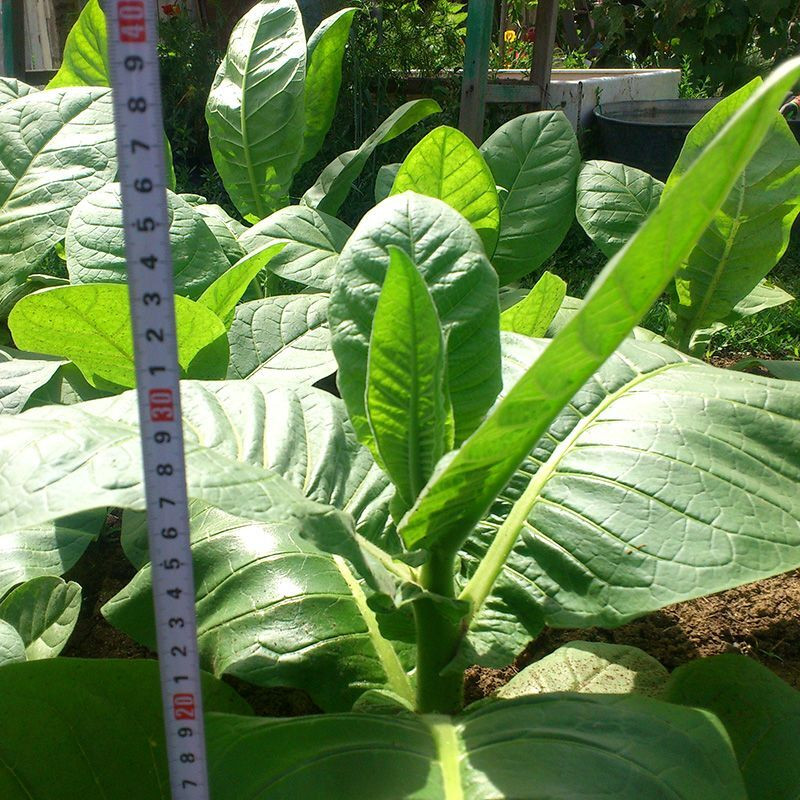 Tobacco seeds - Basma Sherazi - 50