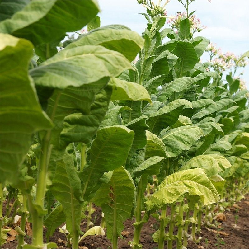 Tobacco seeds - Basma Sherazi - 50