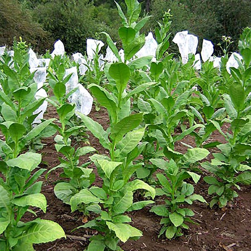 Tobacco seeds - Basma Sherazi - 50