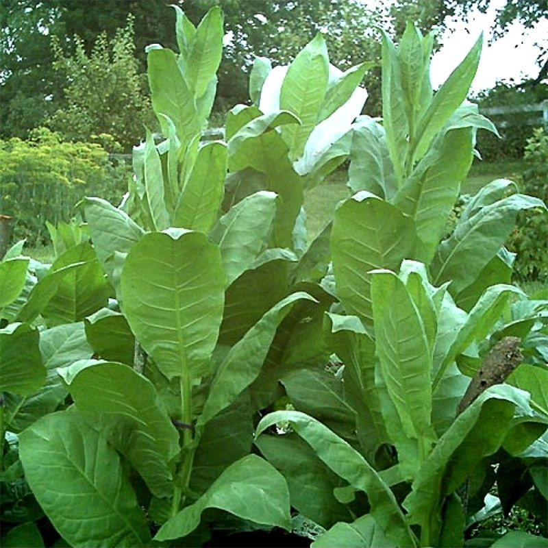 Tobacco seeds - Basma Sherazi - 100