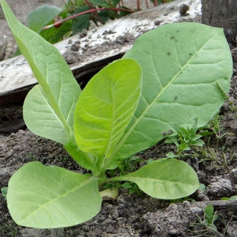 Tobacco seeds - Basma Sherazi - 50