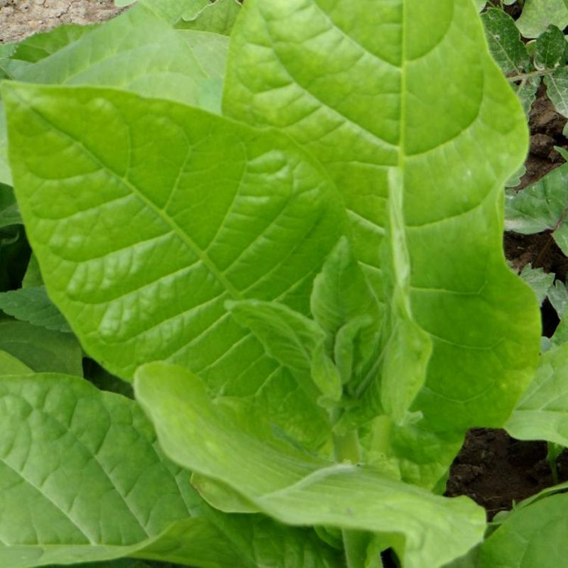 Tobacco seeds - Basma Bafra - 100