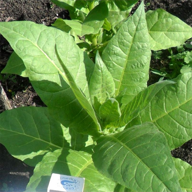Tobacco seeds - Basma Bafra - 100