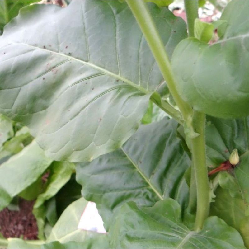 Tobacco seeds - Basma Bafra - 100