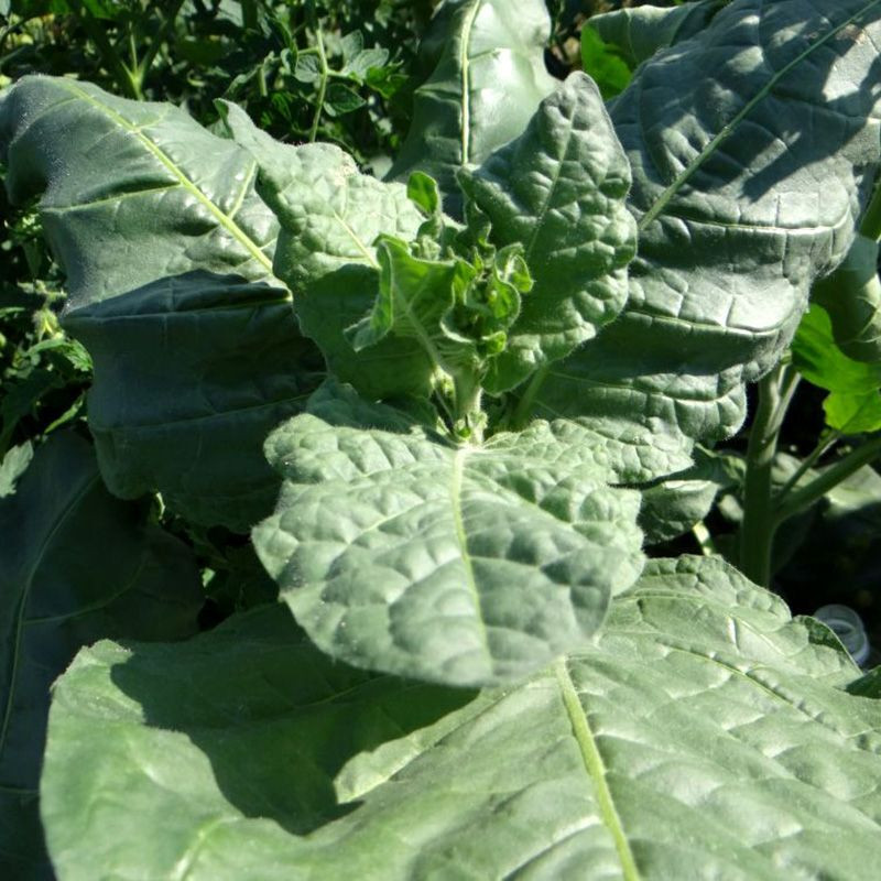 Tobacco seeds - Basma Bafra - 100