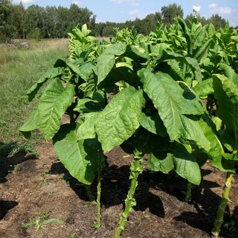 Tobacco seeds - Basma Bafra - 100