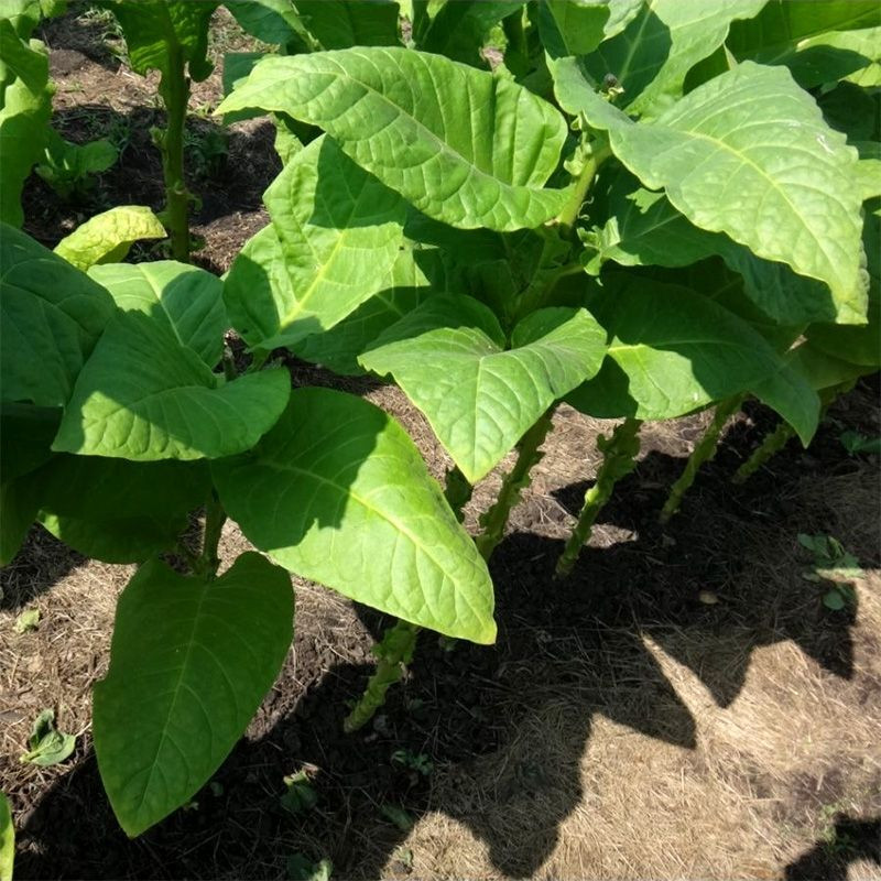 Tobacco seeds - Basma Bafra - 100