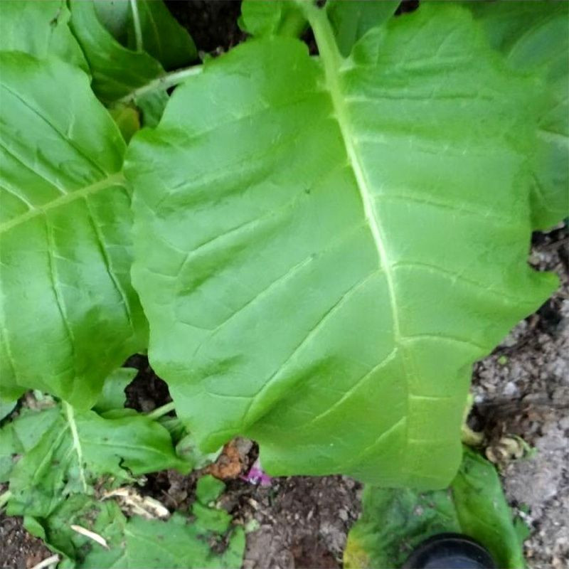 Tobacco seeds - Basma Bafra - 100