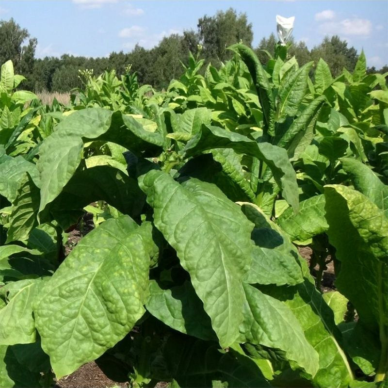 Tobacco seeds - Basma Bafra - 100