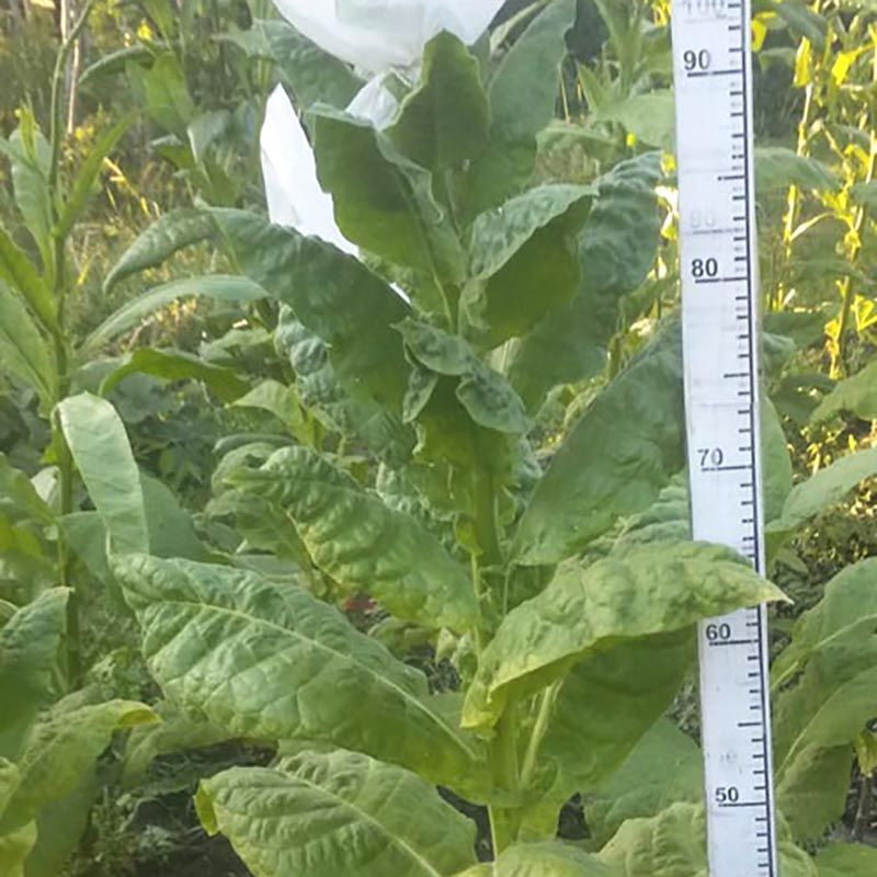 Tobacco seeds - Basma Bafra - 100