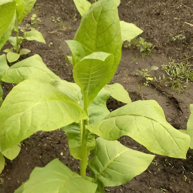 Tobacco seeds - Basma Bafra - 100