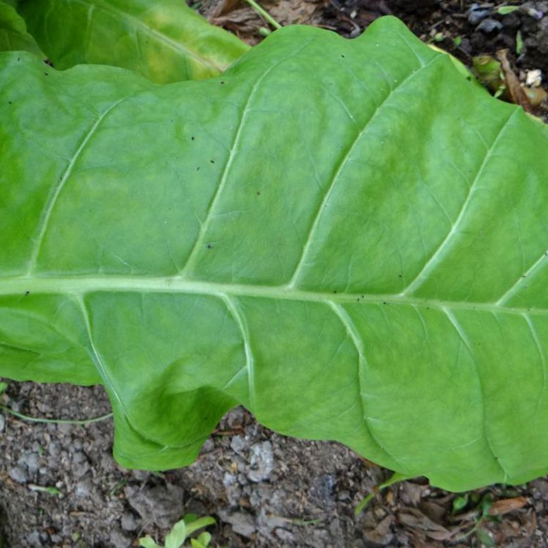 Tobacco seeds - American 63 - 300